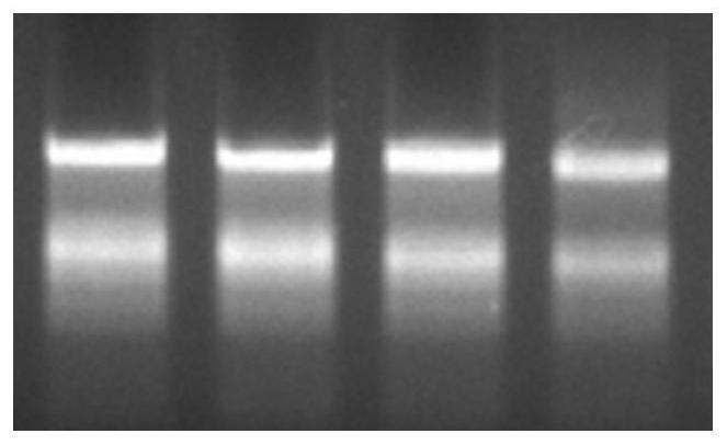 Method for enhancing cold resistance of plants or cultivating high-cold-resistance plants