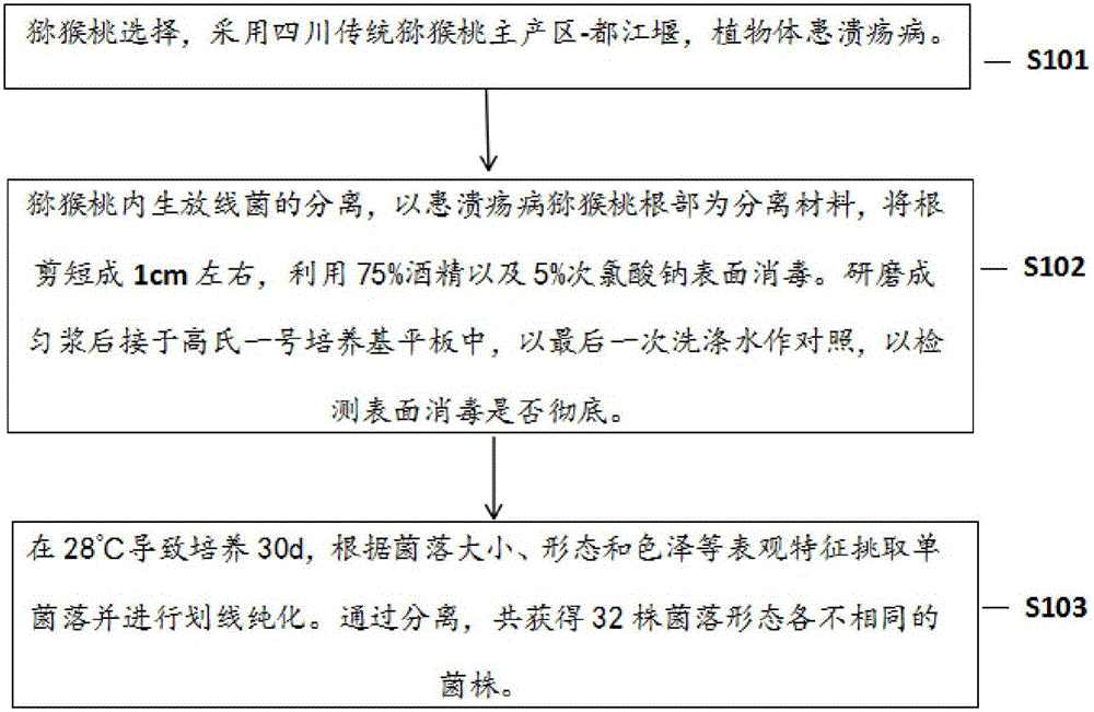 Separation for endophytic actinomycetes of kiwifruit roots and application thereof