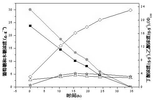 Process for producing butyric acid by using bagasse hydrolysate through clostridium tyrobutyricum fermentation