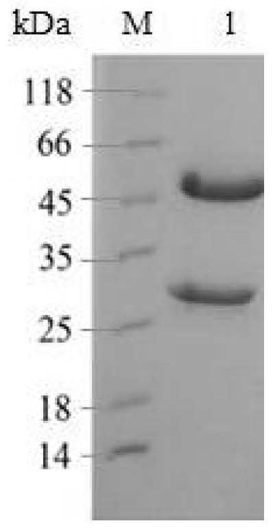 Pasteurella multocida toxin monoclonal antibody and blocking ELISA kit thereof