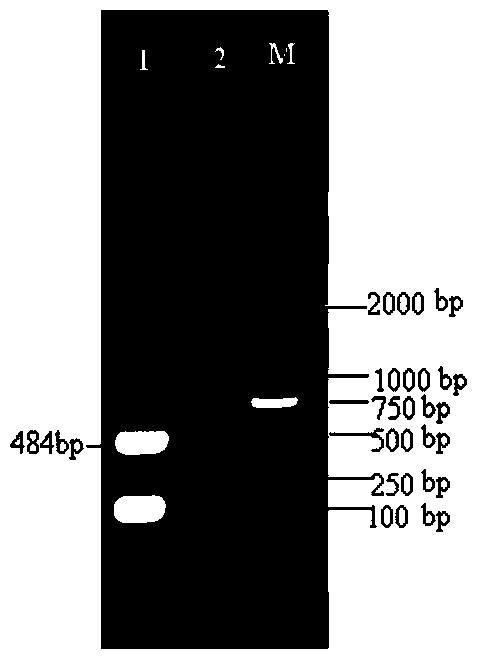 Porcine epidemic diarrhea virus stain and application thereof