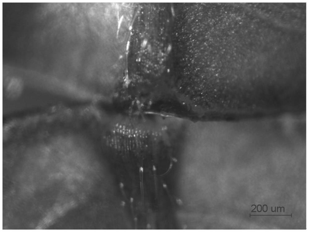 A method for inducing and cultivating hybrid liquidambar tetraploid