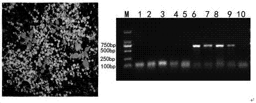 MiRNA (micro ribonucleic acid) sequence for regulating and controlling organ development of brassica oleracea and application of miRNA sequence