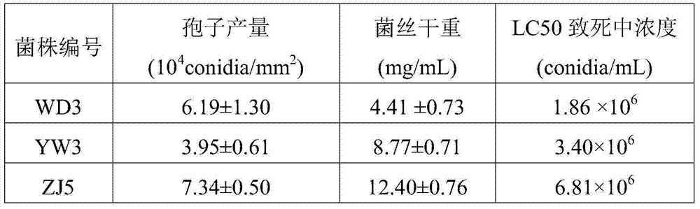 Large-scale production and fermentation culture medium of aschersonia placenta and fermentation cultivation method