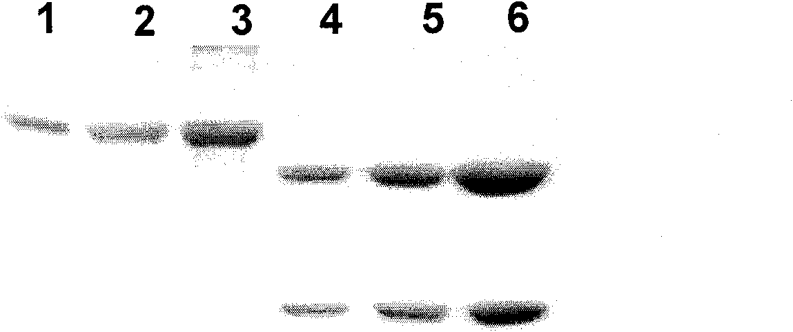 SNCG monoclonal antibody and application thereof