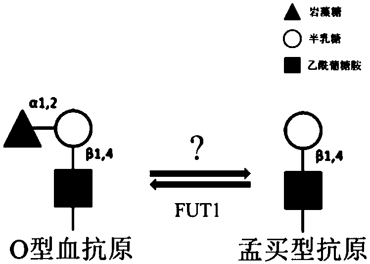 Fucosidase and application of fucosidase to preparation of Bombay phenotype red blood cells