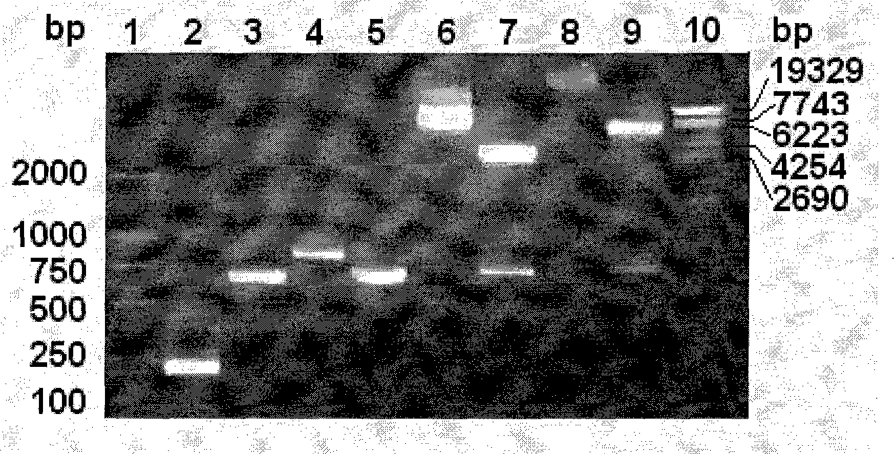 SEC2 mutant gene with increased activity of super-antigen and preparation method thereof