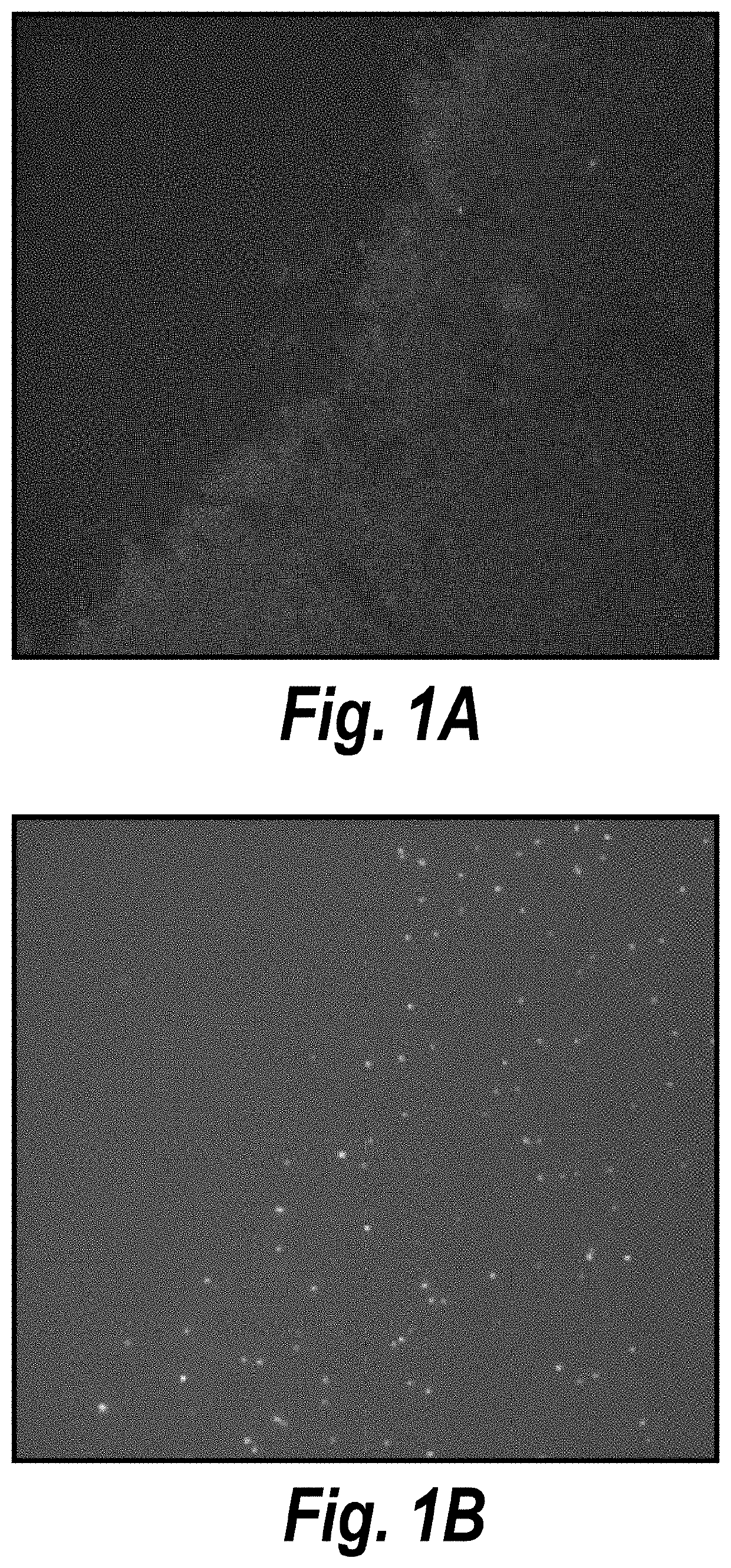 Dna-fish method for measurement of telomere length