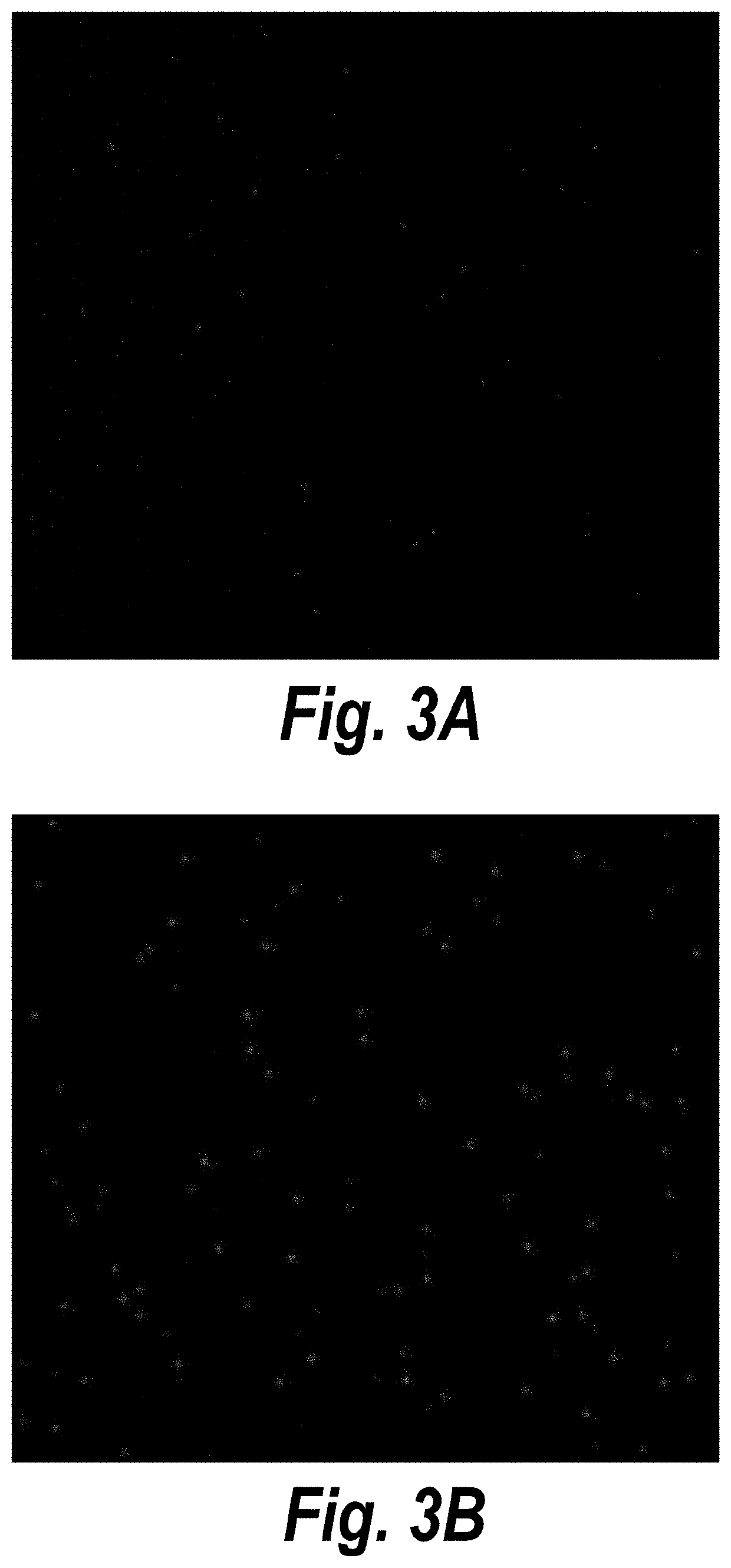 Dna-fish method for measurement of telomere length