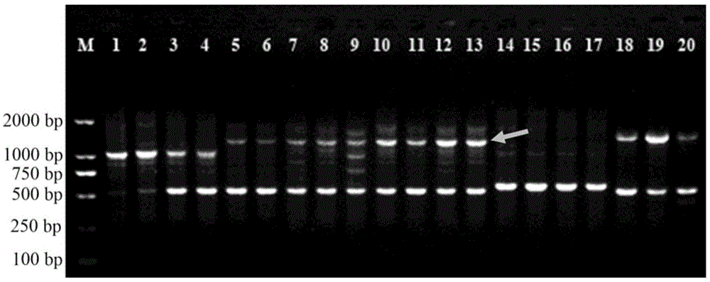 Nucleotide sequence, specific primer and method for identifying physalis angulata