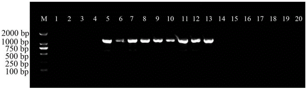 Nucleotide sequence, specific primer and method for identifying physalis angulata