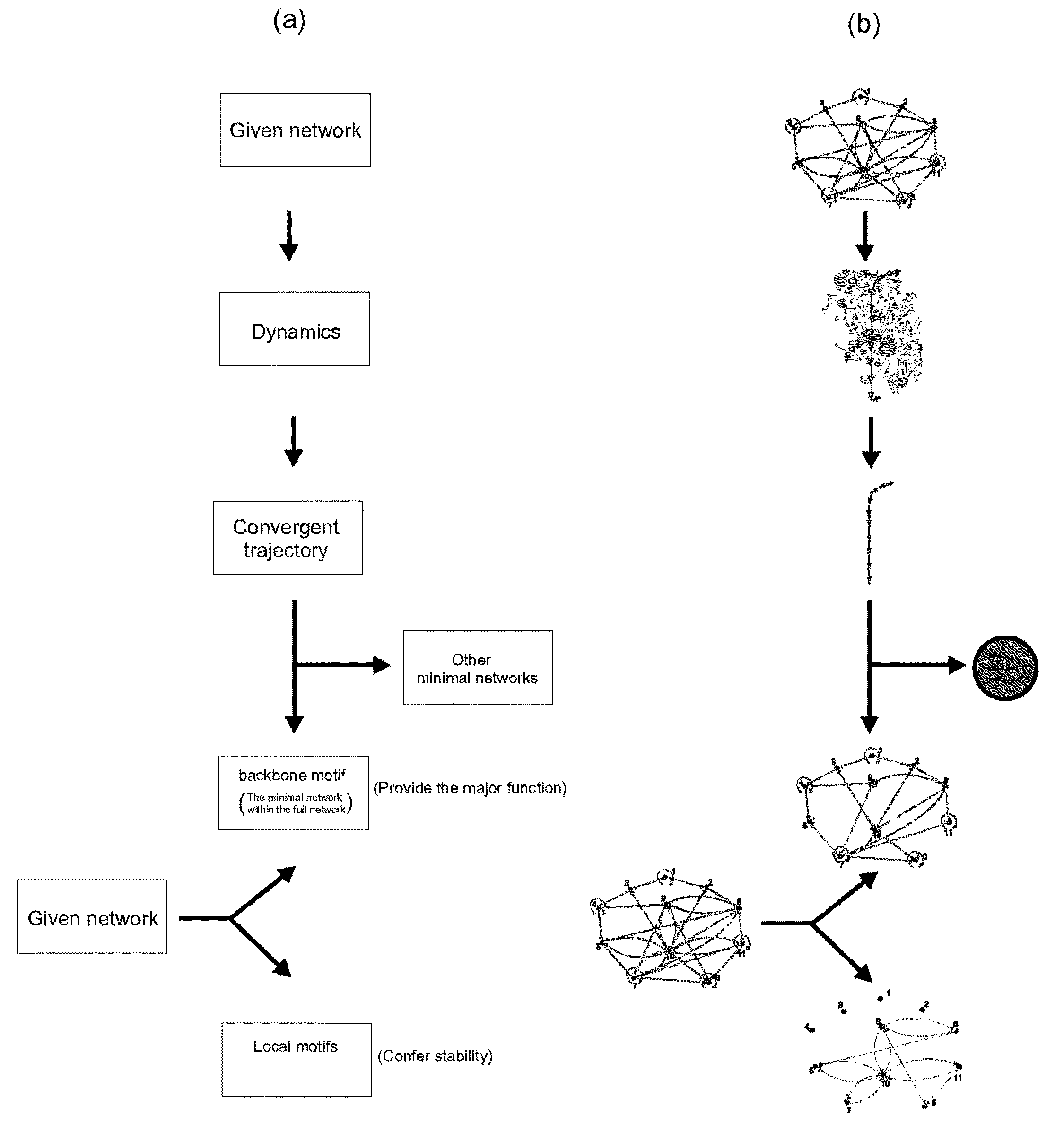 System and method for obtaining information about biological networks using a logic based approach