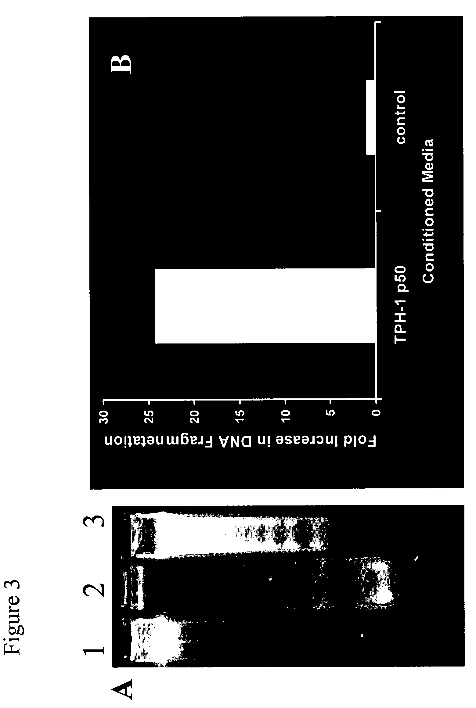 Method of manufacturing a stellate cell death factor