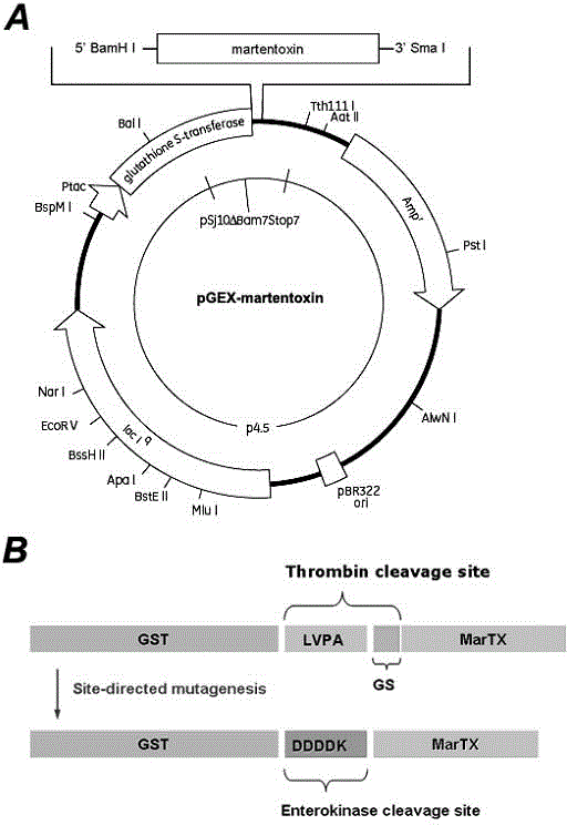 Recombinant plasmid of specific ligand of BK channel and recombinant expression method thereof