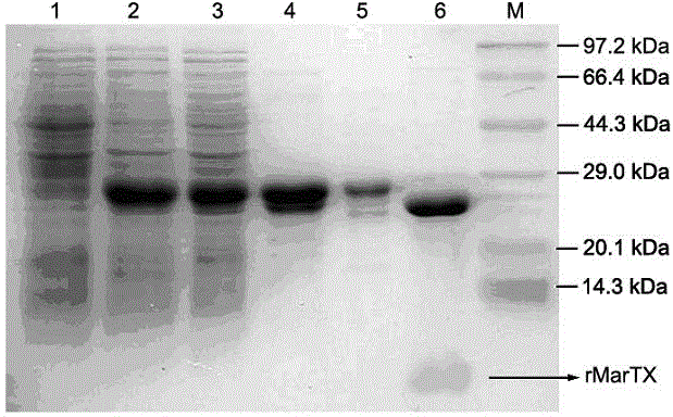 Recombinant plasmid of specific ligand of BK channel and recombinant expression method thereof