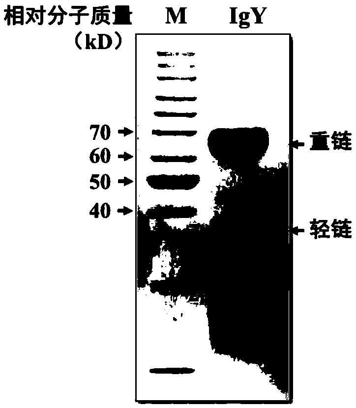 Rapid extraction method of immunoglobulin Y as well as prepared anti-hand, foot and mouth disease product and application of immunoglobulin Y