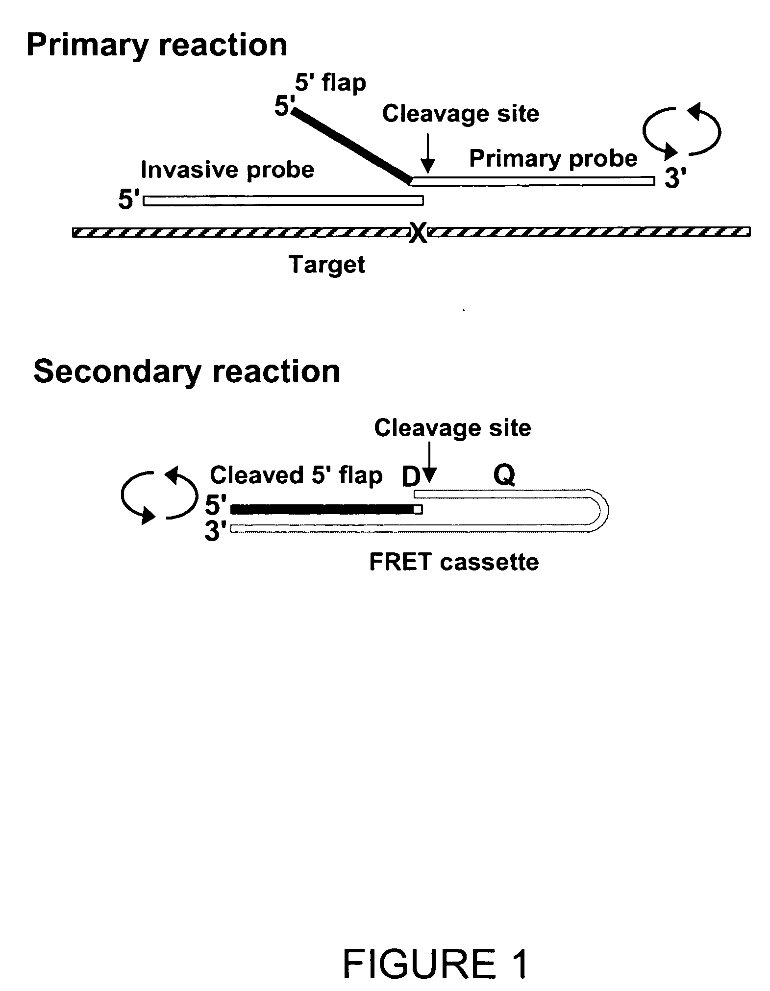 Single step detection assay