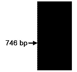 Method for controlling CSBV (Chinese bee Sacbrood Virus) by utilizing RNA interference technology