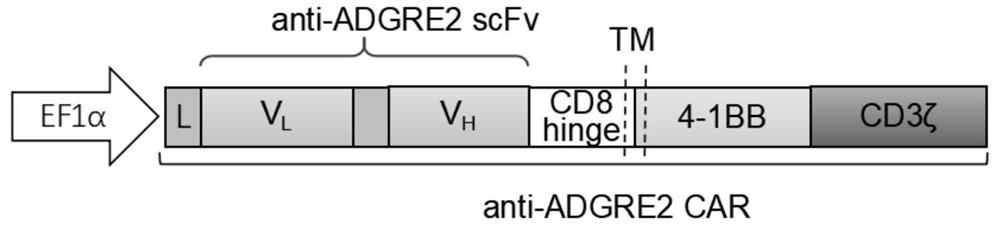 Chimeric antigen receptor targeting ADGRE2 and application thereof