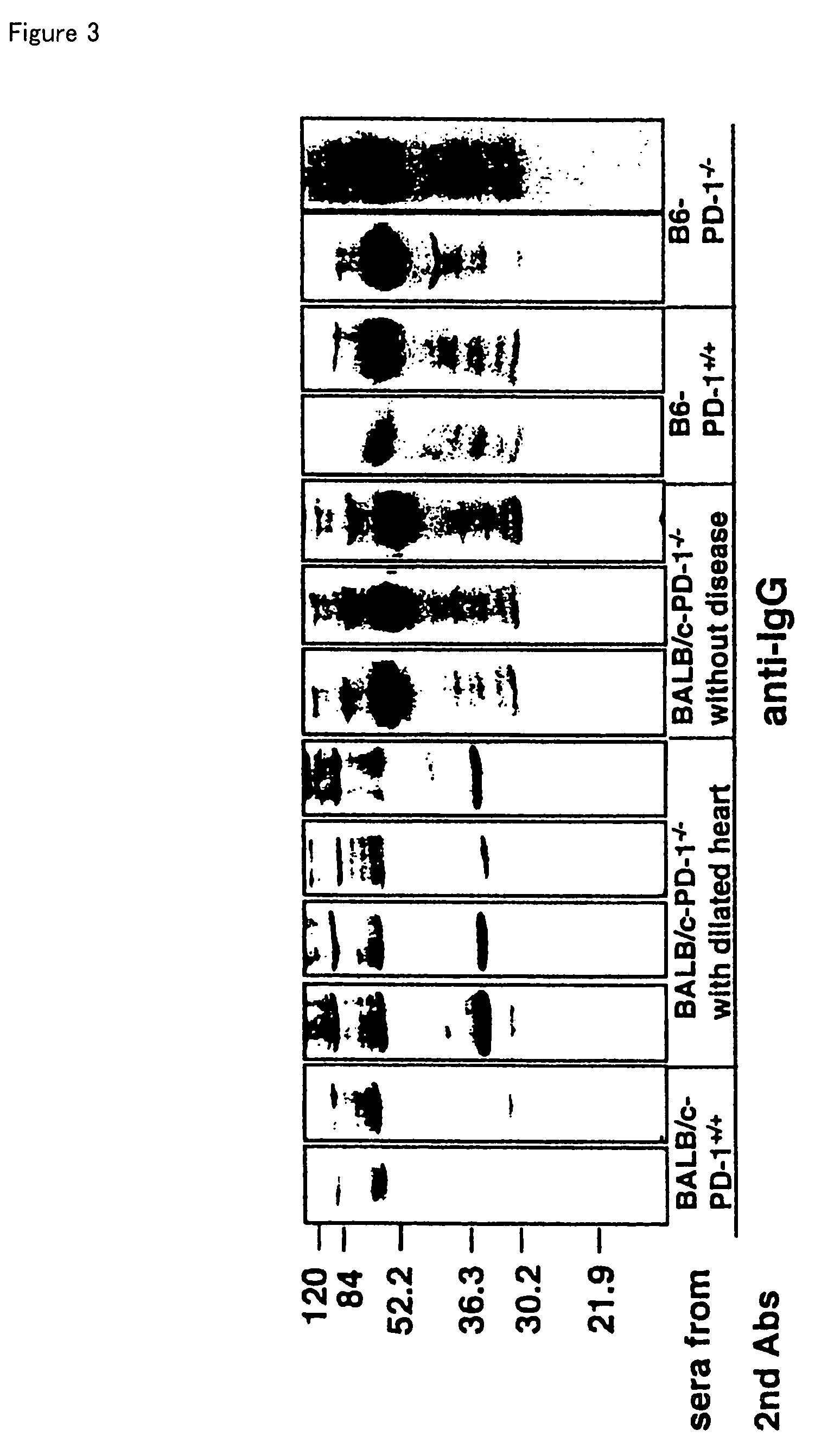 PD-1-lacking mouse and use thereof