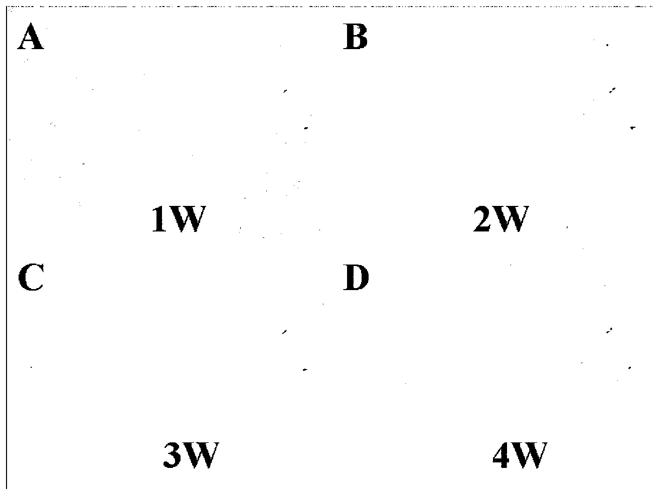 Tissue engineering material construction method based on amniotic mesenchymal stem cells