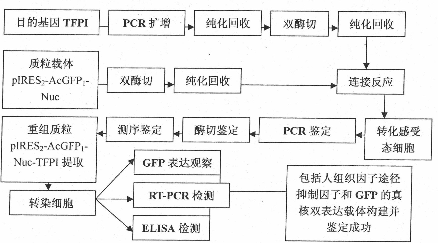 Eukaryotic double-expression vector with human tissue factor pathway ...