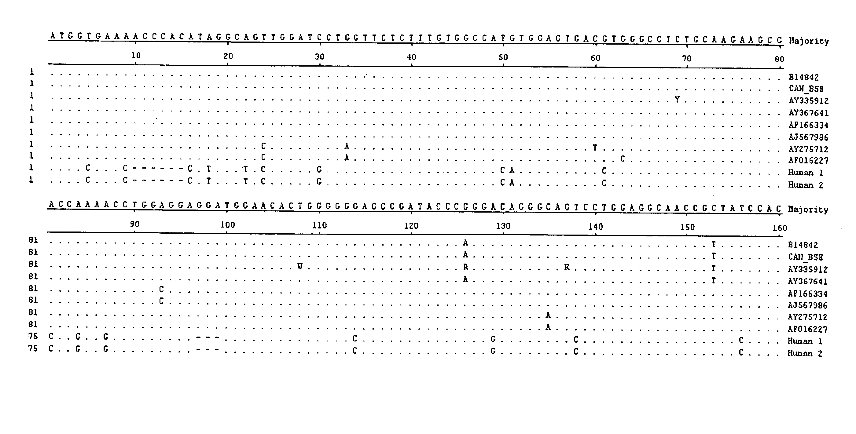 Novel polymorphism in bovine prion protein gene sequence