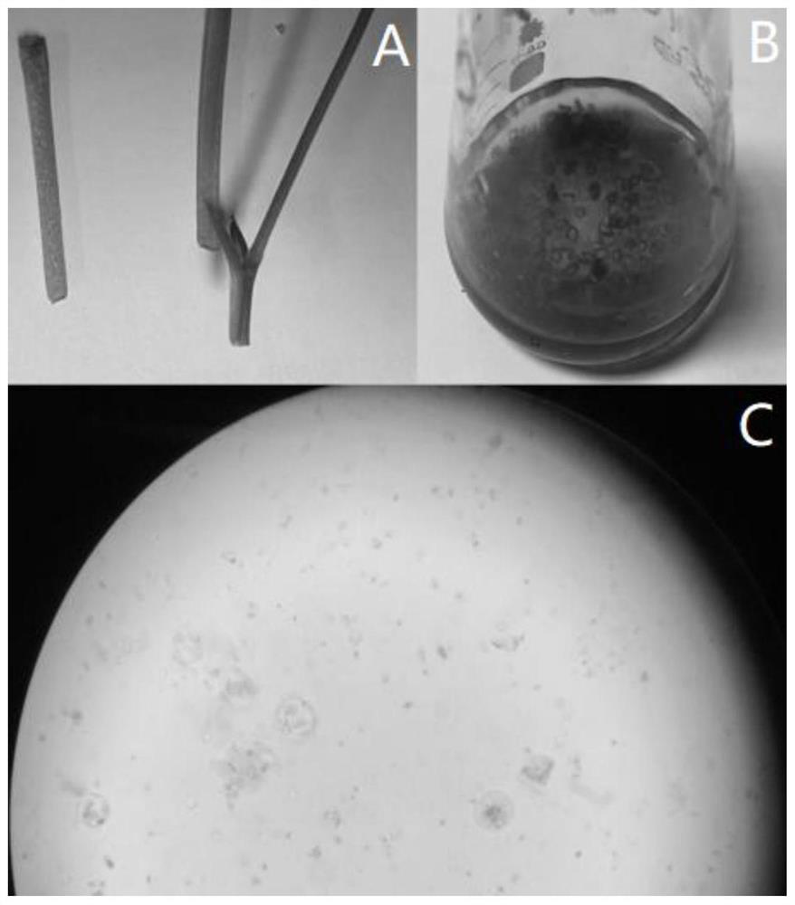 Method for separating protoplasts of different tissues and organs of peanuts and application of method