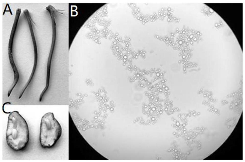 Method for separating protoplasts of different tissues and organs of peanuts and application of method