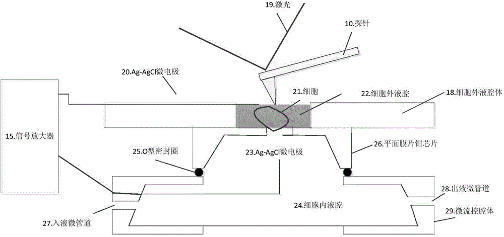 Cell physiological information detection system and detection method