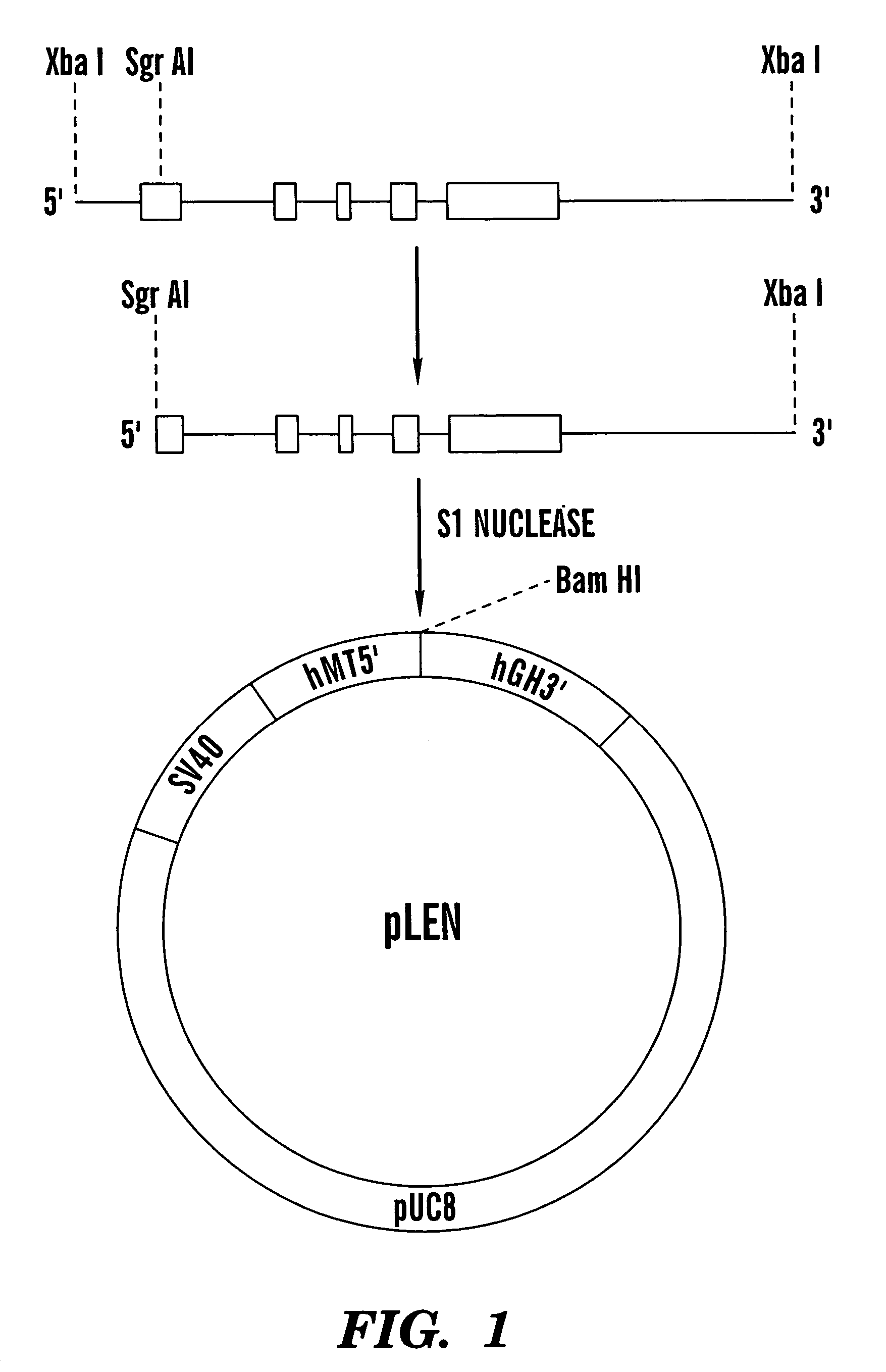 Canine erythropoietin gene and recombinant protein