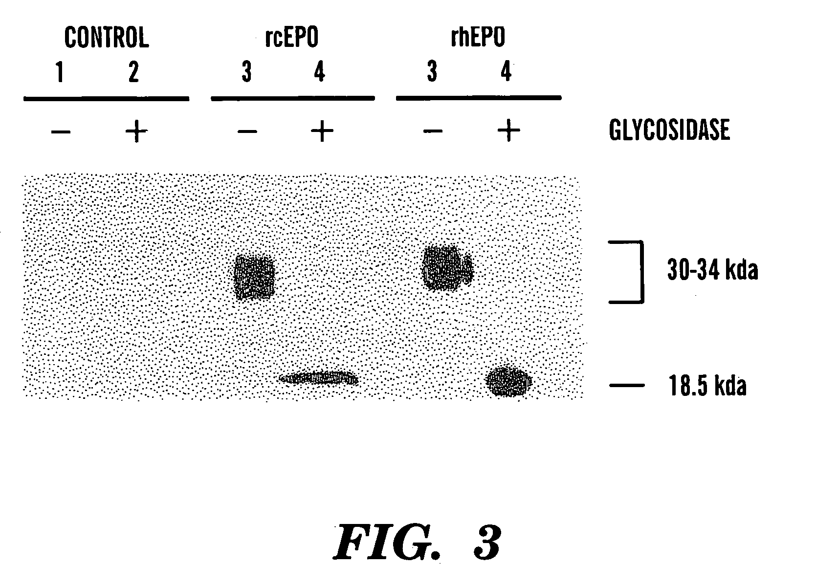 Canine erythropoietin gene and recombinant protein