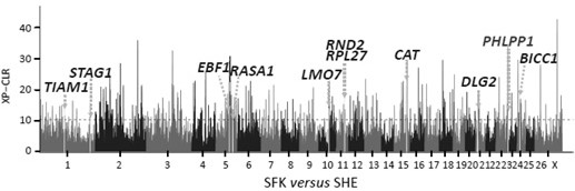 A combination of SNP sites for growth performance of meat sheep and its application