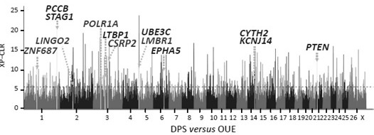 A combination of SNP sites for growth performance of meat sheep and its application