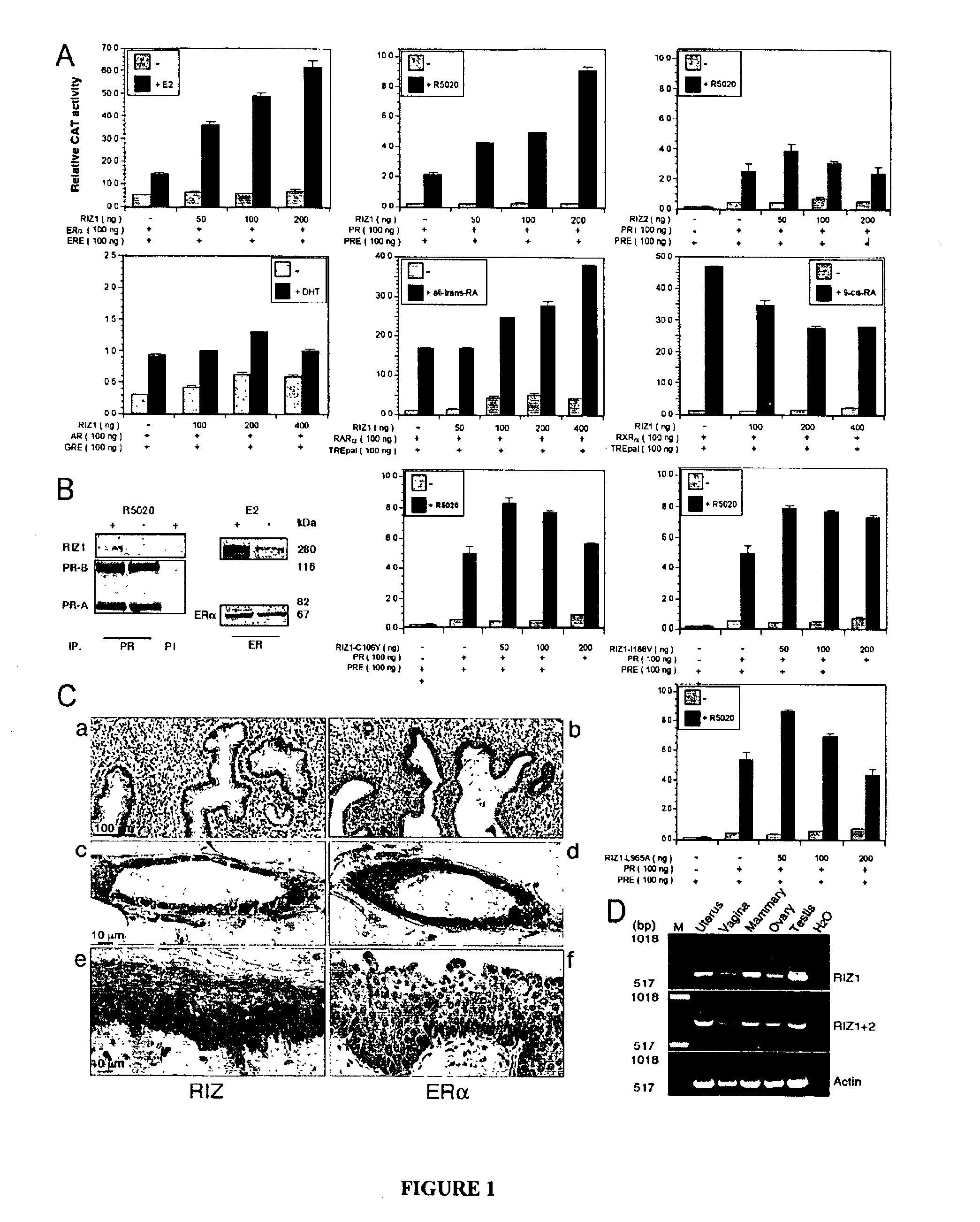 Screening, diagnostic and therapeutic methods relating to RIZ