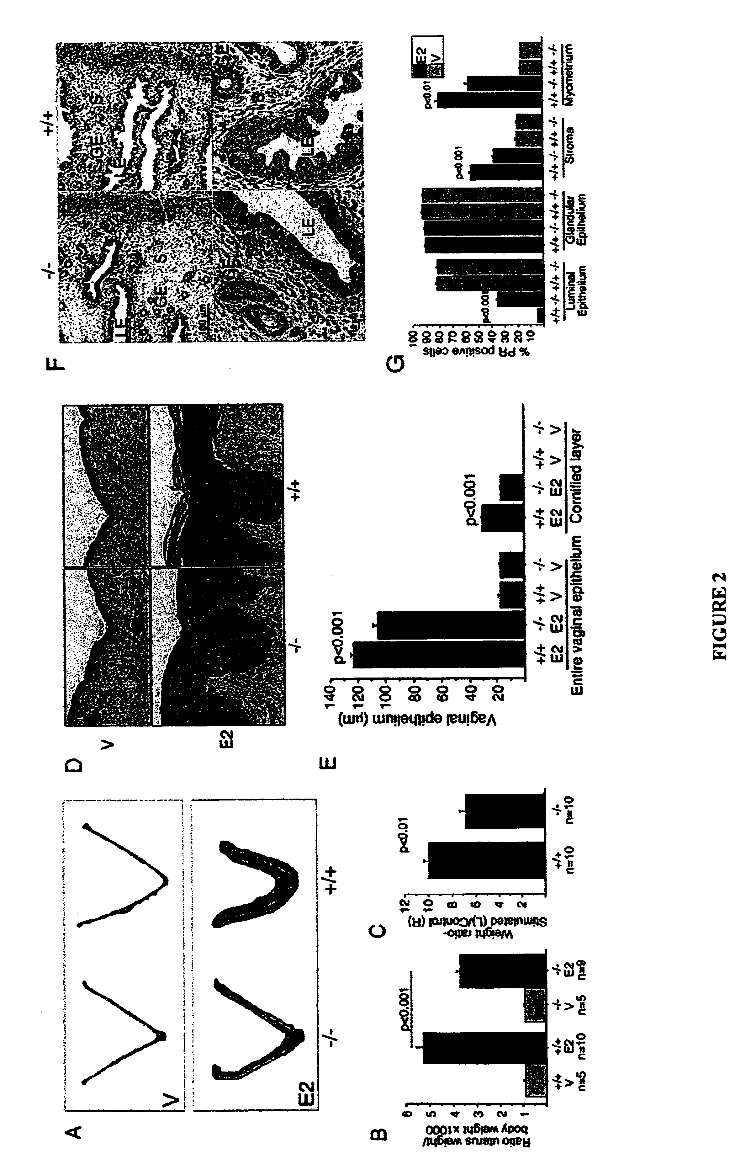 Screening, diagnostic and therapeutic methods relating to RIZ