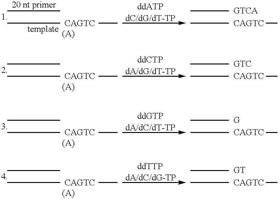 Apparatus and method for separating and purifying polynucleotides