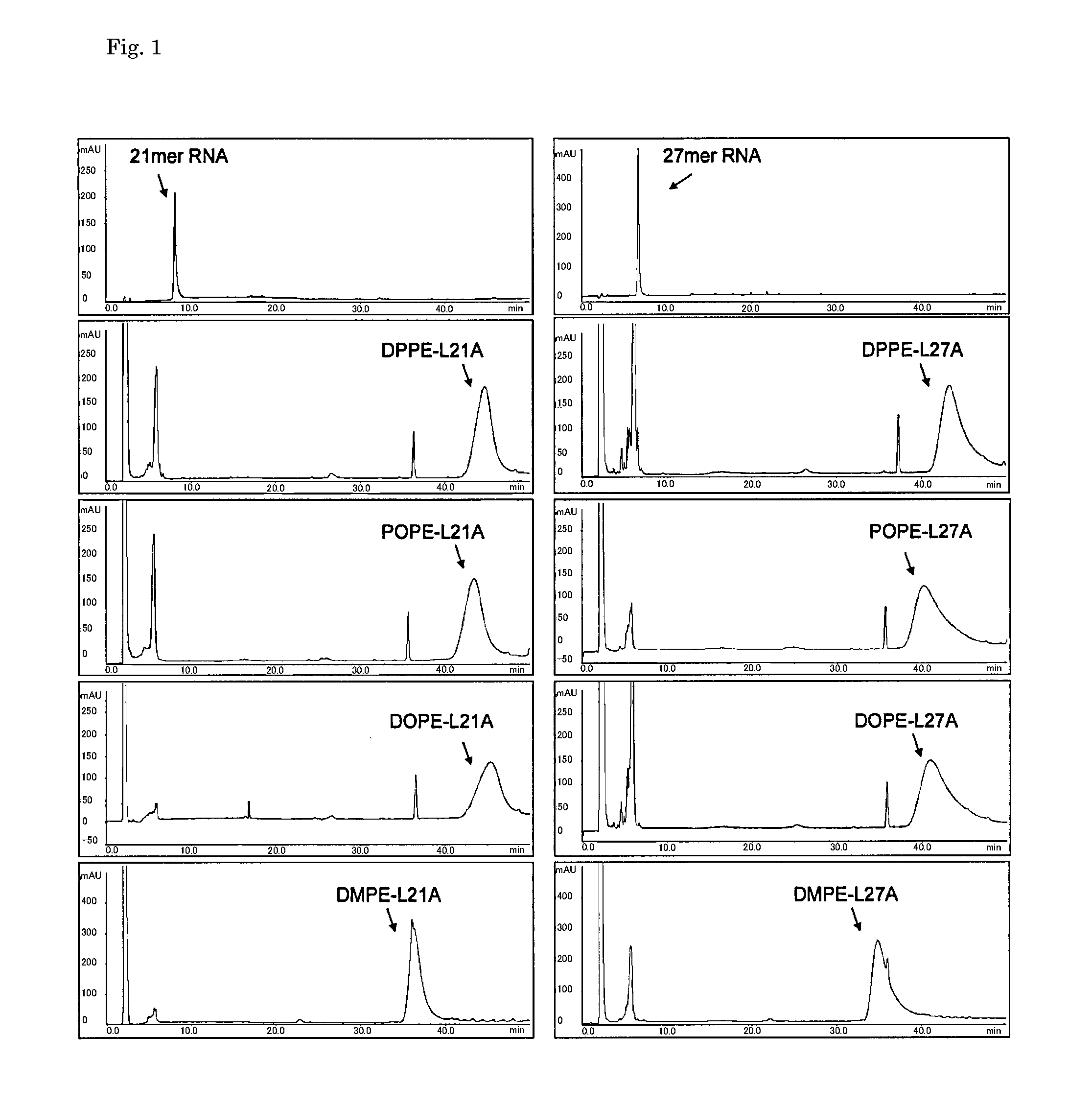 Double-stranded lipid-modified RNA having high RNA interference effect