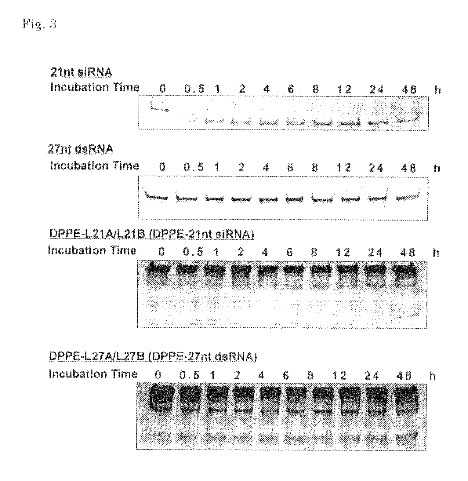 Double-stranded lipid-modified RNA having high RNA interference effect