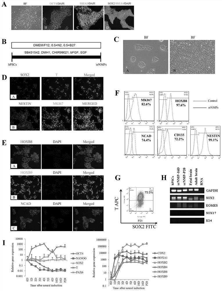 Culture system and method for inducing human pluripotent stem cells into neural mesoderm progenitor cells in vitro and maintaining self-renewal and application