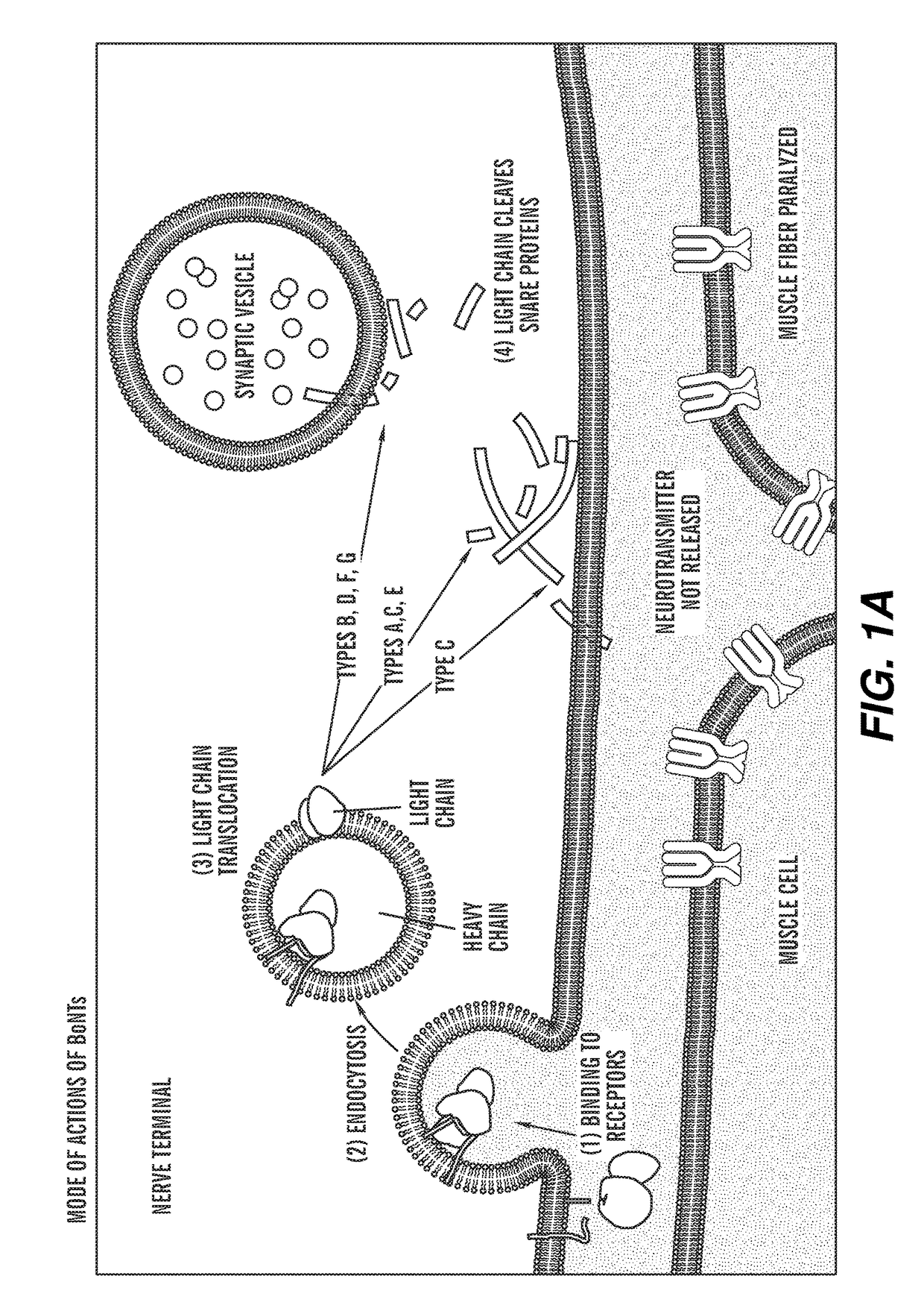 Engineered botulinum neurotoxin