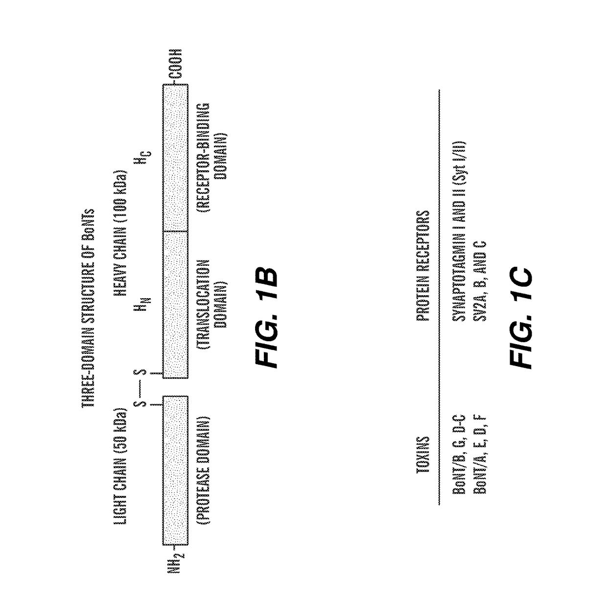 Engineered botulinum neurotoxin