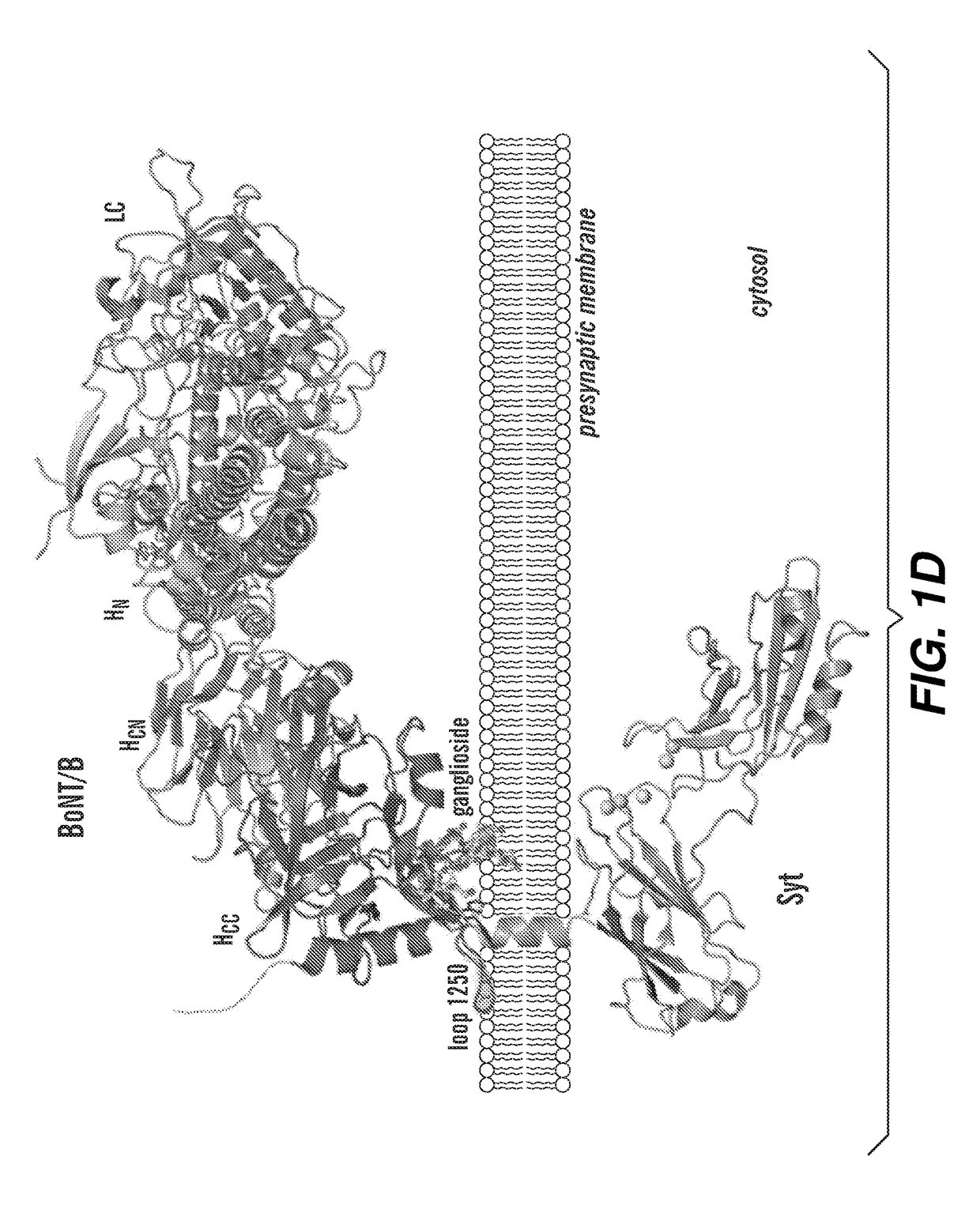 Engineered botulinum neurotoxin