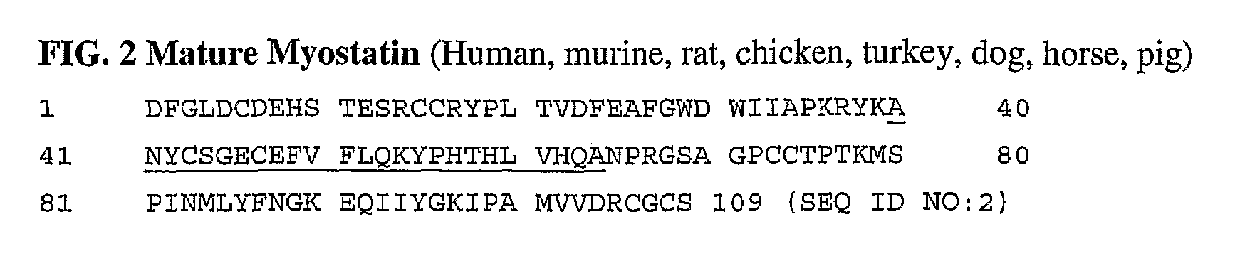 Anti-myostatin antibodies