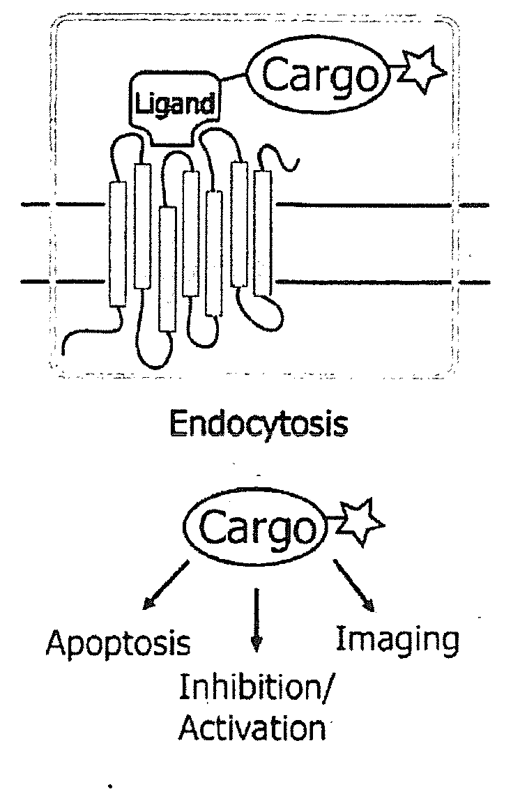 NK-1 Receptor Mediated Delivery of Agents to Cells