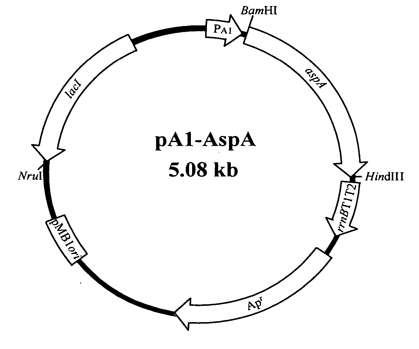 Method for promoting cell growth and increasing the production of the expressed target gene products