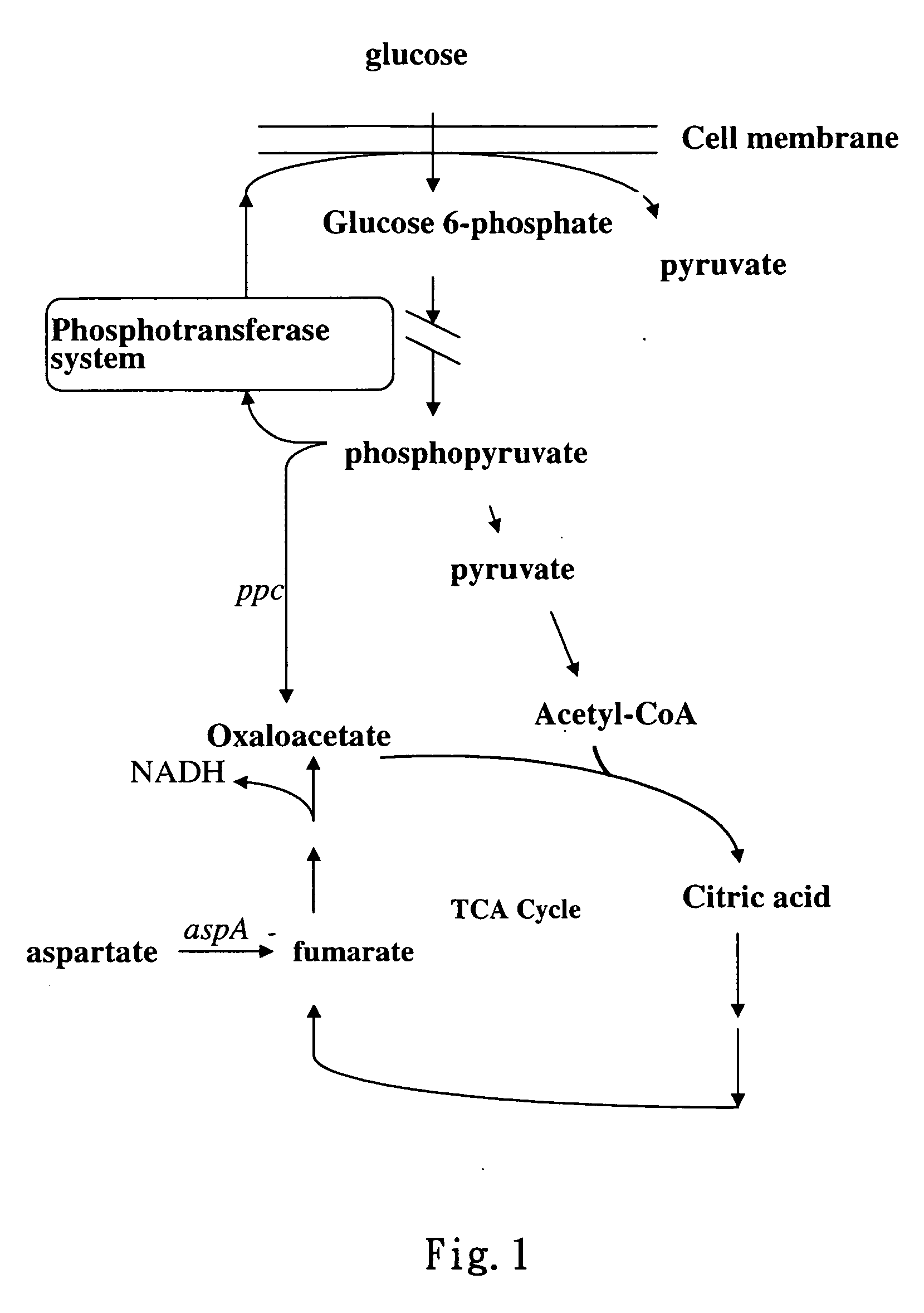 Method for promoting cell growth and increasing the production of the expressed target gene products