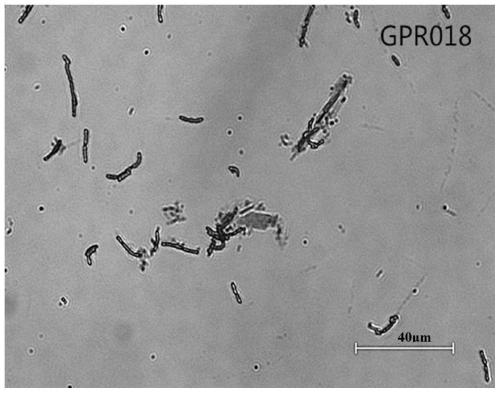 A rhizosphere-promoting Bacillus adenii and its application