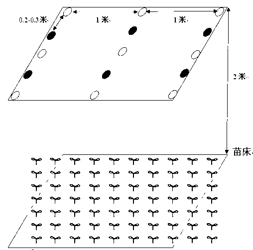 Cucumber female line induced screening method