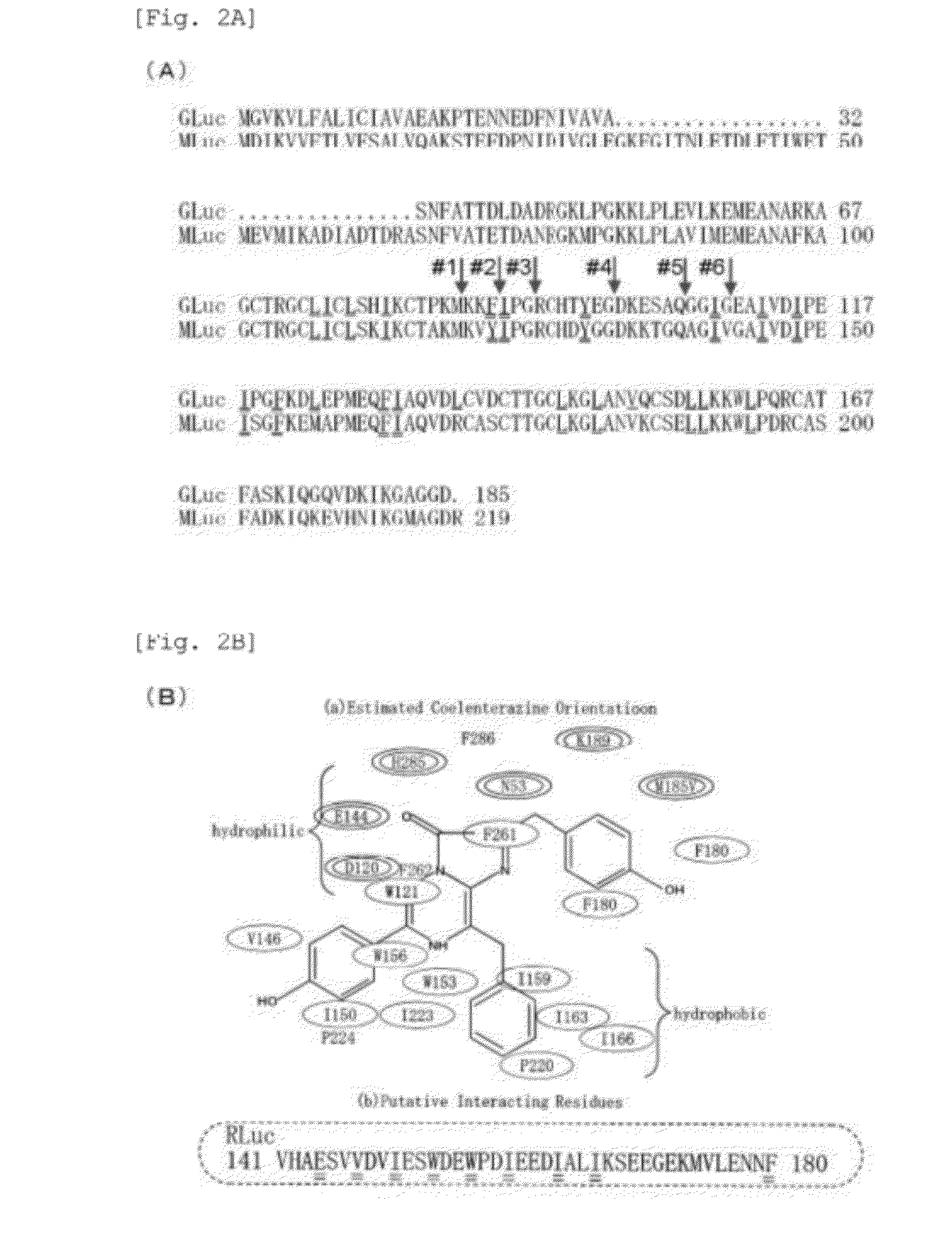 Superluminescent luciferase variant with prolonged bioluminescence